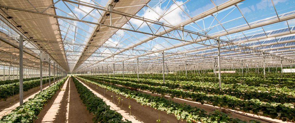 Rows of crops growing under elevated solar panels inside an agrivoltaics greenhouse structure.