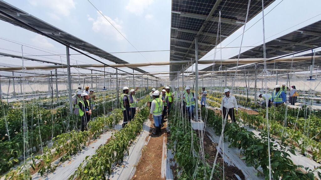 Group of workers and engineers inspecting crops growing under elevated solar panels at an agrivoltaics farm in India.