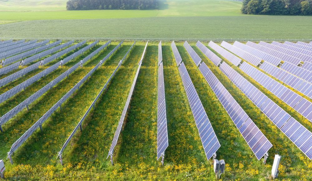 Rows of solar panels installed above green vegetation and flowers in an open agricultural field.